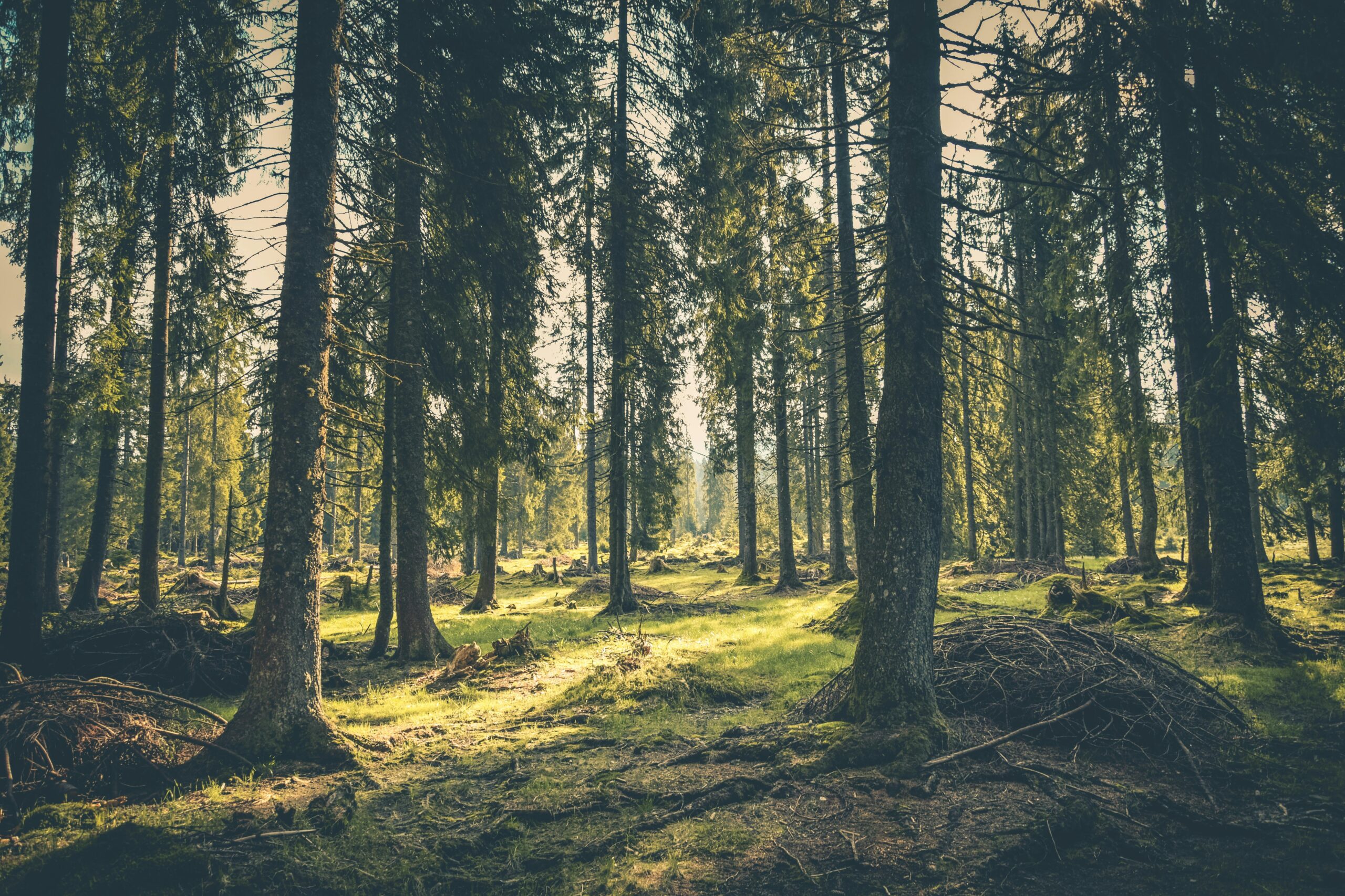 A sunny day in a forest