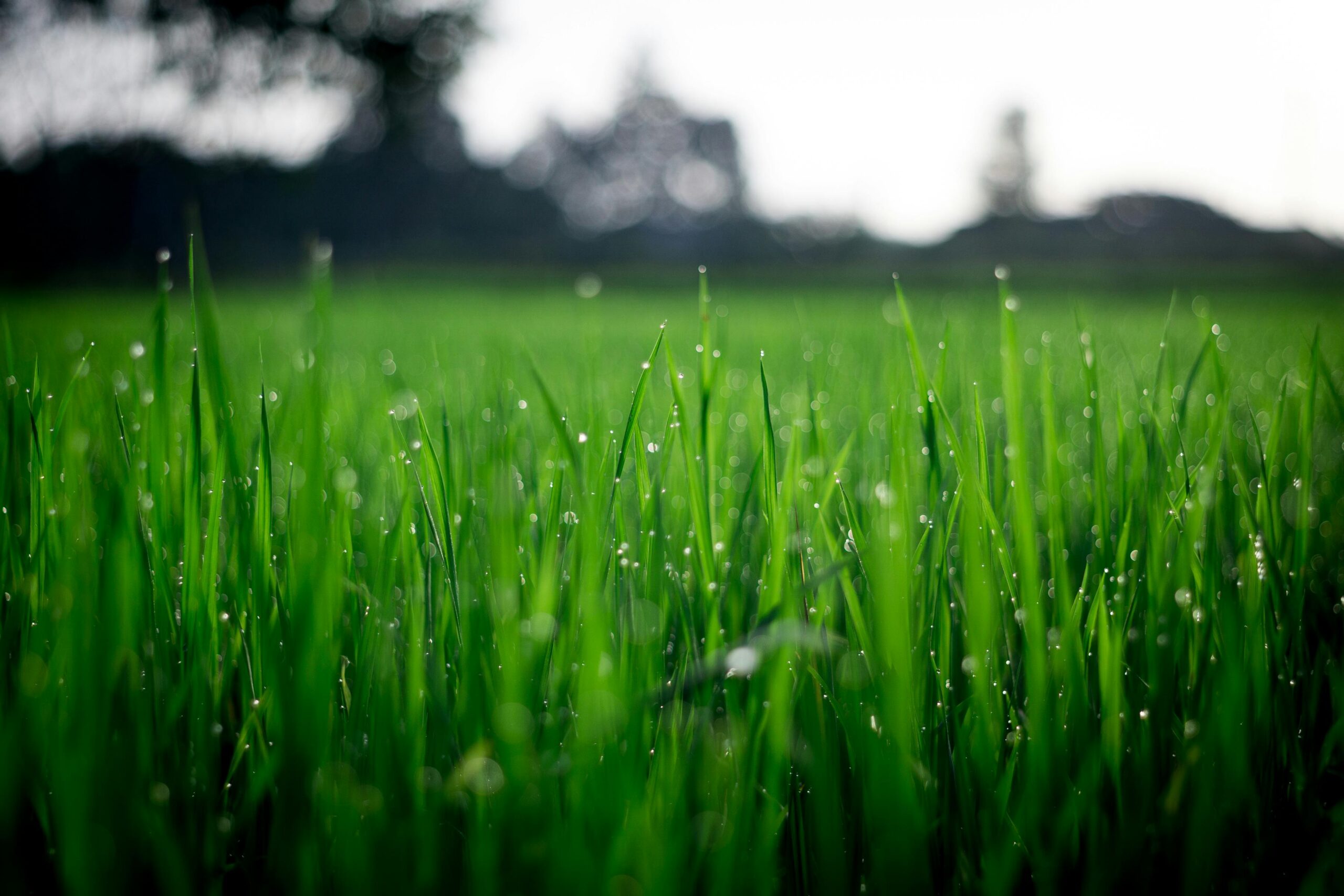 Close up of a grassy field