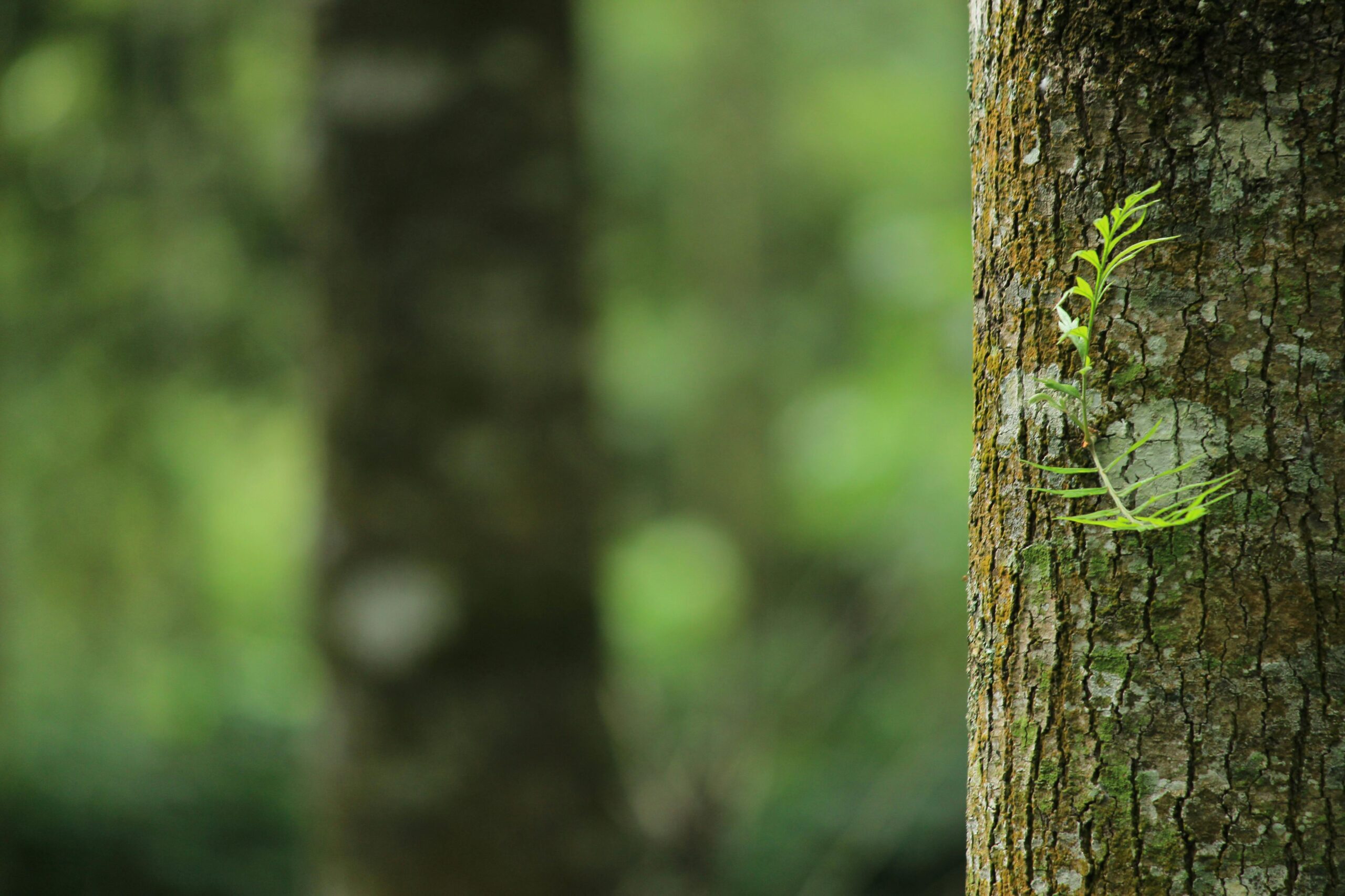 Close up of a tree trunk on a forest